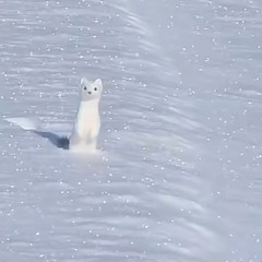 nellstyx - 4eva{+Fillip Vaughn}