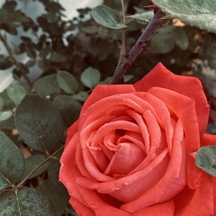 Thorns