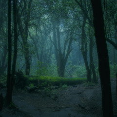 Dark Woods