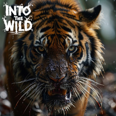 Cloonee - to the beat (Untamed by Into the wild)