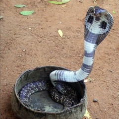 ELA FAZ A COBRA SUBIR