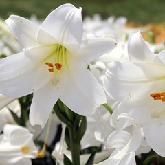 001 white