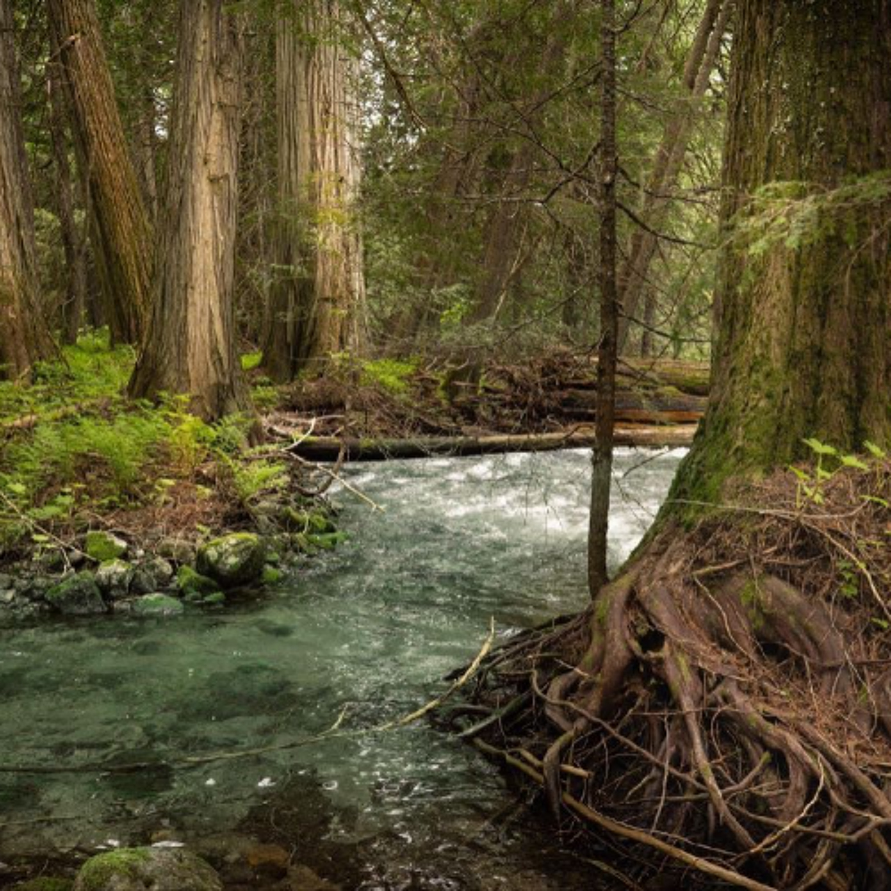 When the Forest Breathes with Suzanne Simard, Ocean Monitoring Restored, Fighting Fracking in Colombia and more. episode artwork