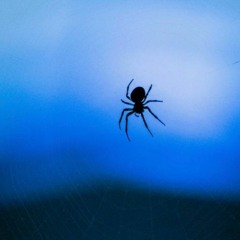 scared of spiders (demo)