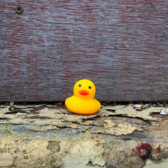 Seabird