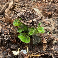 Ep 5 - Vibrant Matter