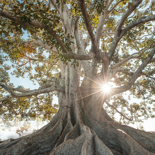 Roots