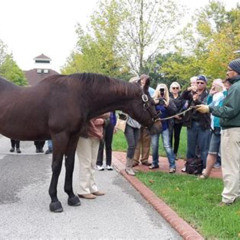 Review Special Price Bourbon Distillery & Horse Farm Tours