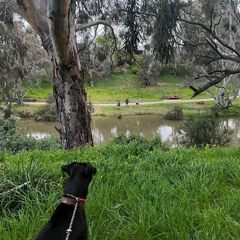My daily river walk with babies and a dog - Jess Fairfax