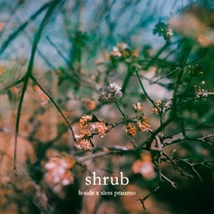 shrub /w sless praismo