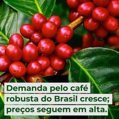 Demanda pelo café robusta do Brasil cresce; preços seguem em alta