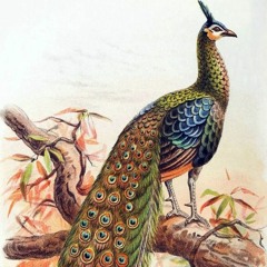 HK_Fantaisies_Sets/Mixes/Live_11