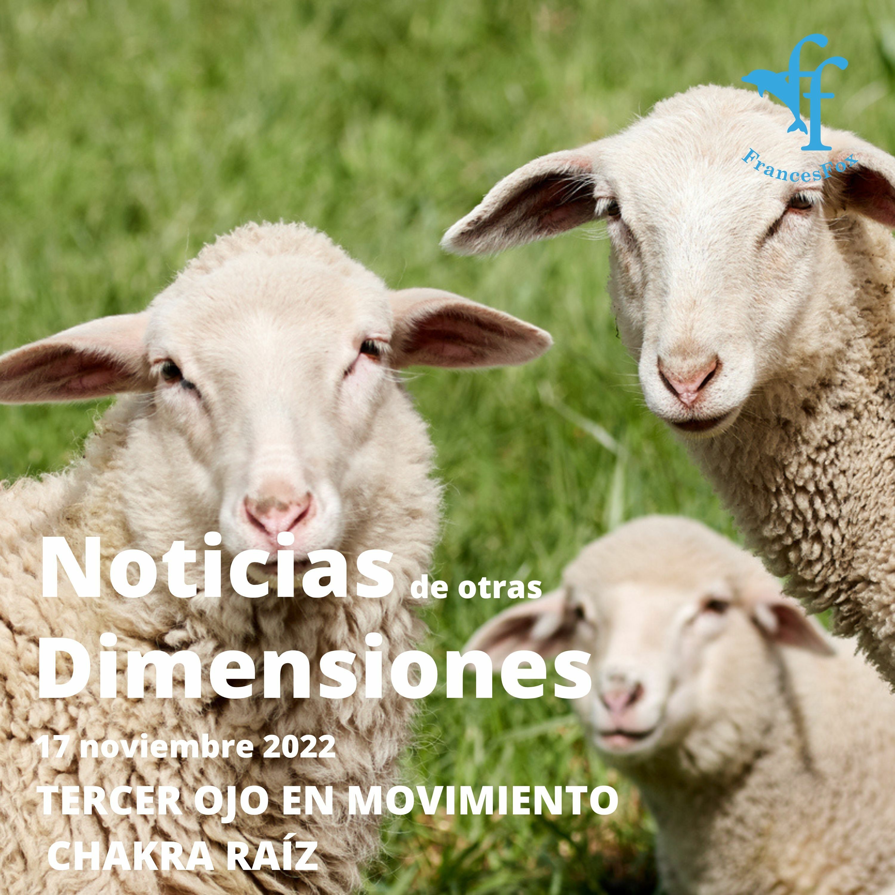 Frances Fox: News From Other Dimensions