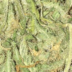 LungiSet ( Prod + Mix. cvld )