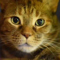 A Night With Mao Mao