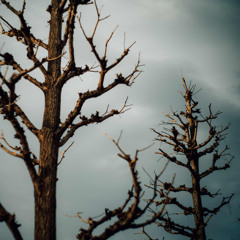 櫻坂46 - 引きこもる時間はない (acoustic cover)