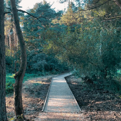 #1 - boardwalk