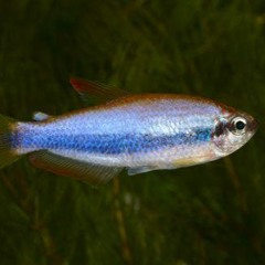 Julie - Fiskebolla Lever I Havet ft. Ole