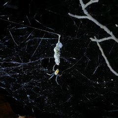 Spider.m4a