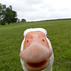 the goose song