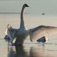 If It's A Swan Then It's On