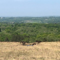 The only thing that can break the human psyche out of duality is horses