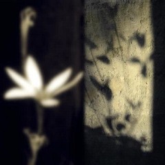 enemy [under the maple tree]