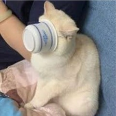 Catjam