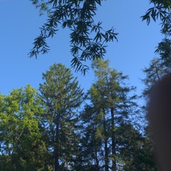 Juglans
