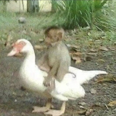 swirving (borednot + ky prod.)