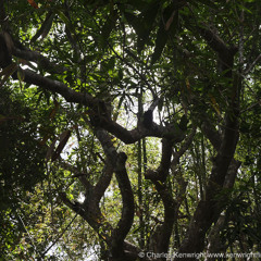 Rain forest near Culion, Philippines, January 2025