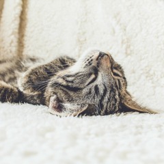 Rollen mit allen Sinnen 🌶