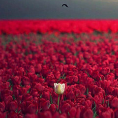 ‎⁨بكره  هتحلى ⁩.m4a