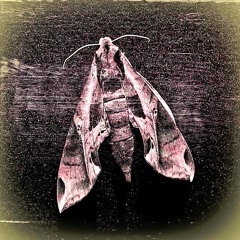 Moth
