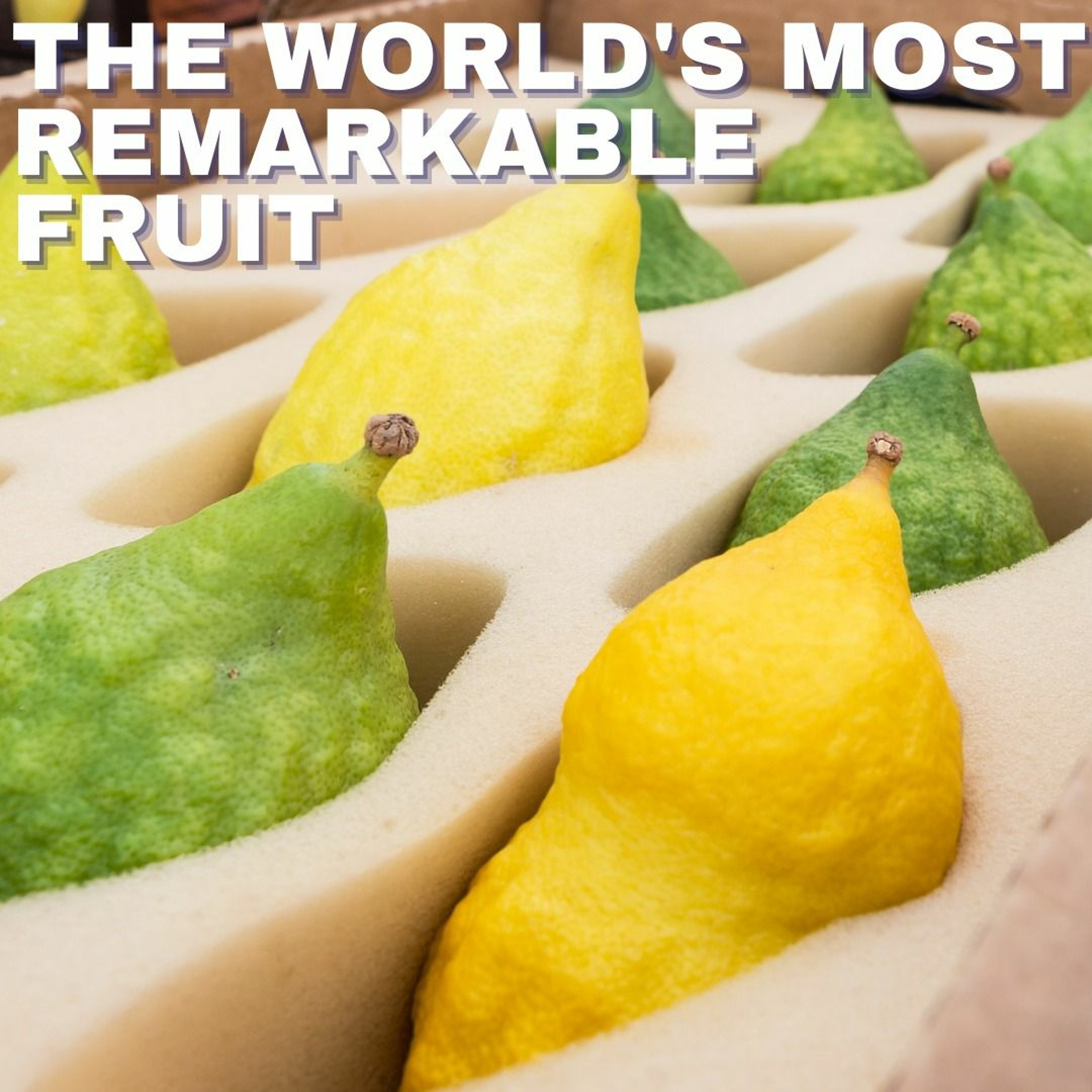 SUKKOT - THE WORLD'S MOST REMARKABLE FRUIT episode artwork