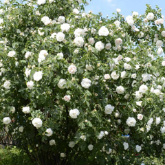 A tribute to my dad (Adventures podcast)