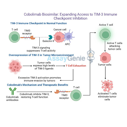 Cobolimab_ Unveiling TIM-3’s Role in Cancer Immunotherapy