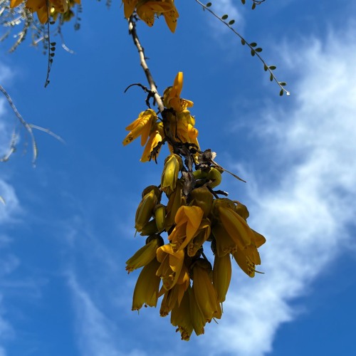Dancing Trees w/ Willow - September 18th 2026