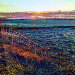 The Echoes I Sent by Mental Health Consumer [ECU153 ]