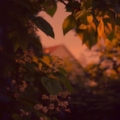 the rain II