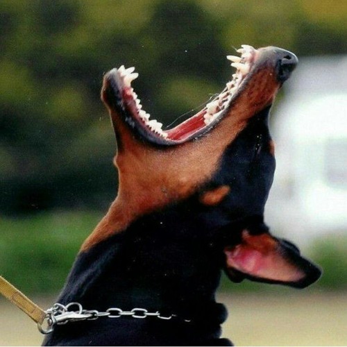 SOUTHPAW FLHC