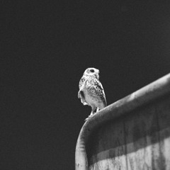 08 - DDBS feat. culturekid (prod. beatsbyshey)