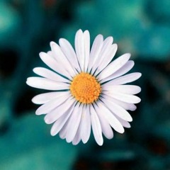 大籽《白月光與硃砂痣》Piano Cover