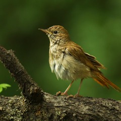 Common Nightingale - Forêt des Cèdres du Luberon, France