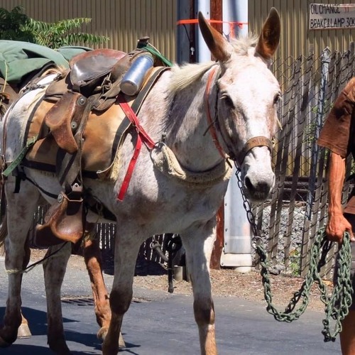 The mule full online movie free online