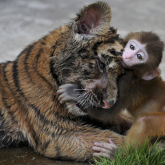 Mes animaux préférés