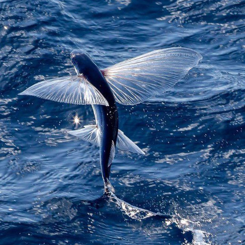 dangerous woman {lost at sea ambient mix}