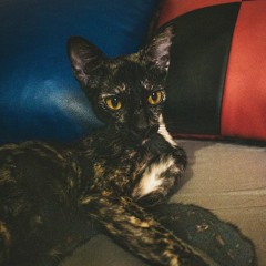 SENTPOLHEM-WEBELEBDATWECANBE