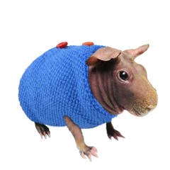 the GUINEA PIG is dressed up for HALLOWEEN!!!
