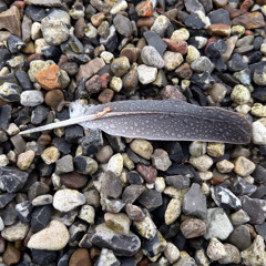 A Feather On The Rocks